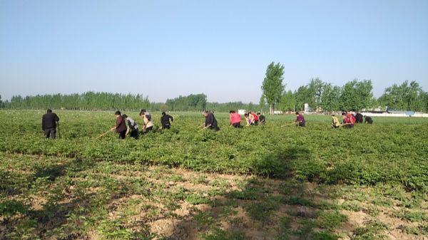 菏泽市国峰牡丹花卉种植专业合作社